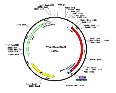 SARS-CoV-2 S基因质粒