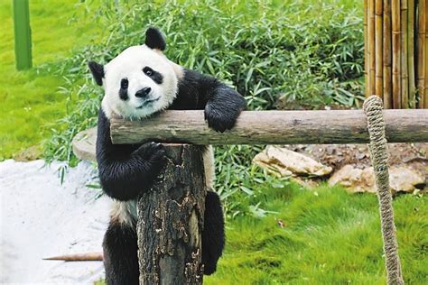 世界上最大熊猫有多重 最重有三百多斤圆润可爱_探秘志