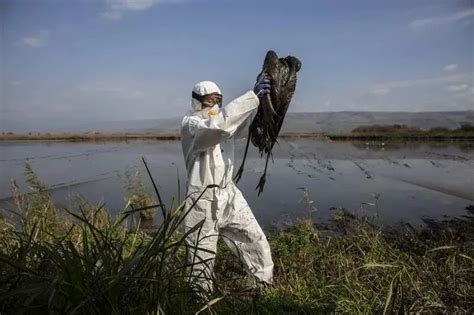 羽绒快讯 | 科学家警告，2022年的禽流感可能会成为一场“致命的灾难” - 羽绒金网