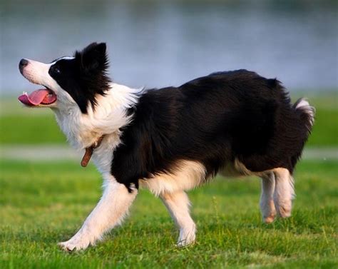 狗狗智商排名 最聪明的狗狗排行榜_宠物百科 - 养宠客