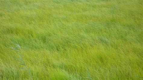 乌拉草是什么,乌拉草形态特征,乌拉草主要用途 ,乌拉草的传说_齐家网