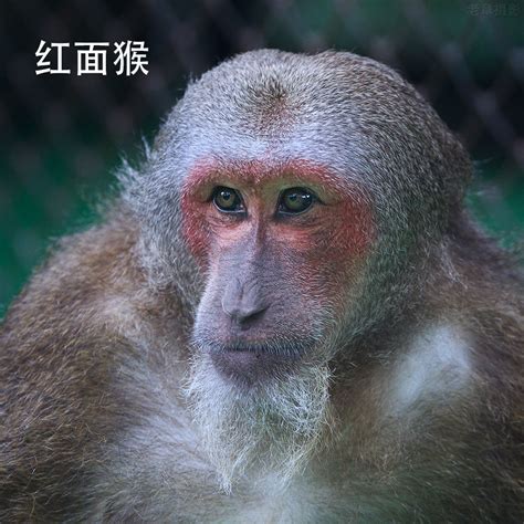 日本山口市发生“人猴大战”：野猴罕见频繁攻击人类 45人受伤__财经头条