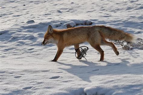 济南那只“大狐狸”被抓住了！！！快来看看这到底是只什么？【山东商报】|动物园|新媒体|微信_新浪新闻