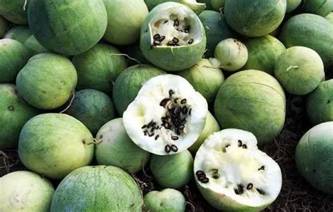 西瓜品种有哪些？西瓜品种图片分辨-枣百科