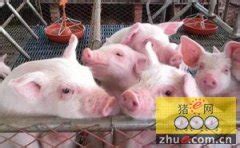 养猪场里的猪高清图片下载-正版图片600146164-摄图网