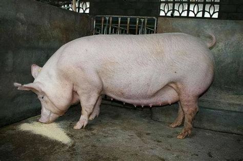 猪病防治：引起母猪繁殖障碍性的疾病有哪些？ - 猪好多网