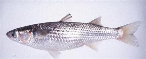 鱼类有哪些种类，常见鱼类名称大全_学厨网