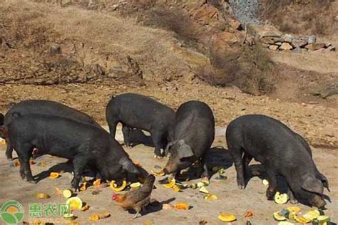 中国本土猪品种大全 - 惠农网
