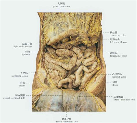 腹部器官解剖图