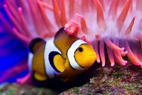 小丑鱼饲养和繁殖的全过程 – 水草缸木