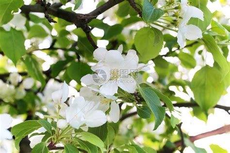 早春开花的苹果树开着鲜艳的白花高清图片下载-正版图片505471924-摄图网