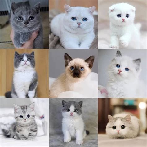 猫的种类大全 图解,猫的品种及图片名字,常见猫的品种及图片_大山谷图库