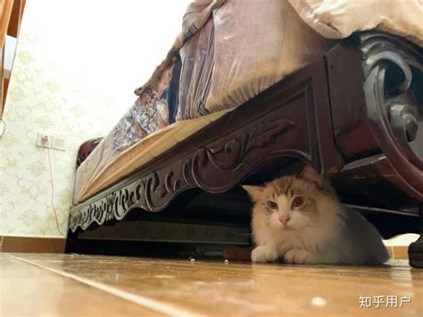 新猫到家躲起来了怎么办? - 知乎
