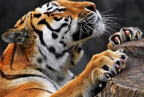 假如猫和老虎一样大，能打败老虎吗？猫科动物都不是好惹的|爆笑|娱乐|热门_新浪新闻