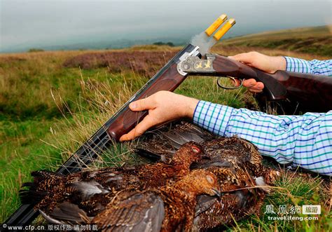 松鸡狩猎季节已到来 你的猎枪准备好了吗_旅游频道_凤凰网