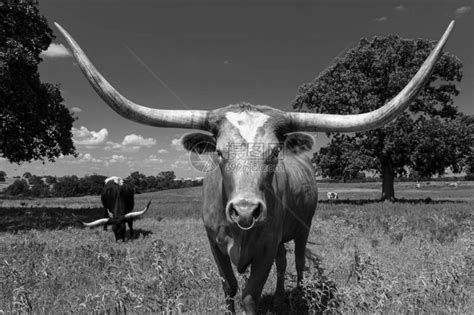世界上牛角最大的牛,上最大的马,上最大的_大山谷图库