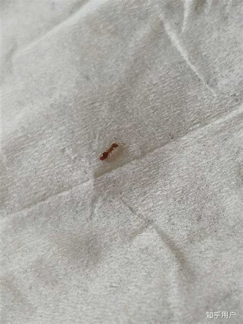 总在家里床上发现像蚂蚁的小虫子，请问如何做到彻底驱虫? - 知乎