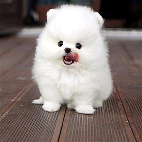 博美犬,斯皮茨狗,褐色,水平画幅,小的,可爱的,无人,白色背景,宠物服装摄影素材,汇图网www.huitu.com
