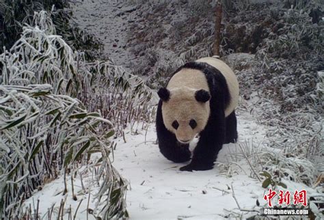 看野生大熊猫萌态 它竟用这种方法标记领地 - 中国网山东旅游 - 中国网 • 山东