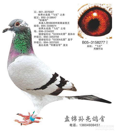 世界名鸽欣赏（图）-风之子-中国信鸽信息网 www.chinaxinge.com