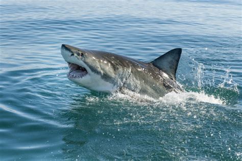 大白鲨4-电影-高清在线观看-百搜视频