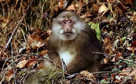 遂昌野生动物档案 | 藏酋猴，“大圣”家族最彪悍的名字！