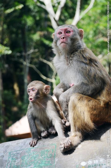 【看猴子摄影图片】森林公园生态摄影_太平洋电脑网摄影部落