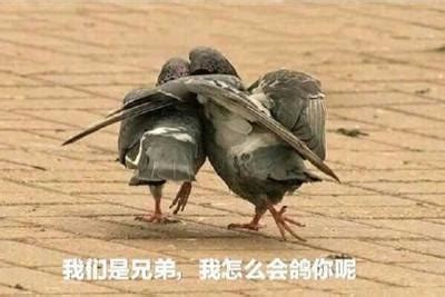 引基因保公平！福州高新区信鸽协会成功建立信鸽DNA数据库