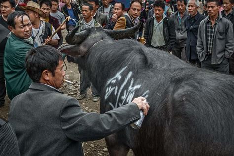 农村的牛和牛高清图片下载-正版图片507169977-摄图网
