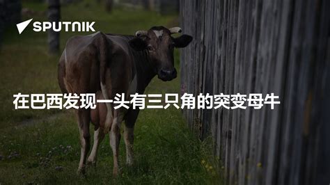 草地上的三头牛高清图片下载-正版图片501462433-摄图网