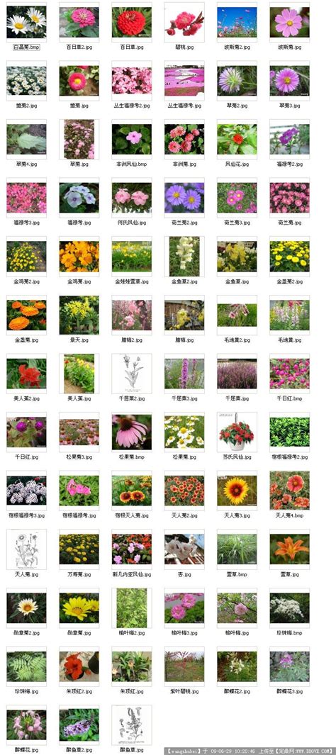 常见鲜花的图片和名字,花店常见花图片及名字,各种花的图片和名字_大山谷图库