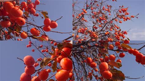 “中国甜柿之乡”的柿子成熟了！红透半山，咬一口脆甜可口！_罗田