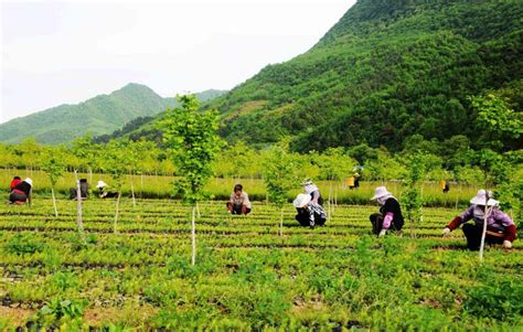 安徽：徽县大力发展苗木花卉特色产业 园林资讯