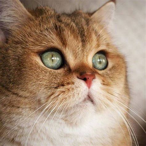 金渐层是属于什么品种的猫，多少钱一只？_ny_猫咪_眼睛