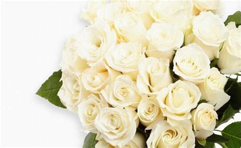 19朵白玫瑰代表什么意思 19朵白玫瑰花的花语是什么 - 华夏起名网