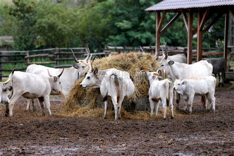 农村畜牧农场草地上的长城灰色牛群高清图片下载-正版图片505833636-摄图网