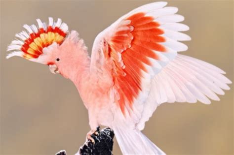 十大名贵鸟最漂亮的鸟：吉祥之鸟上榜，第一身体粉红色_排行榜123网