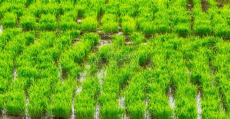 紧闭稻谷种植场的菲利平斯高清图片下载-正版图片507387057-摄图网