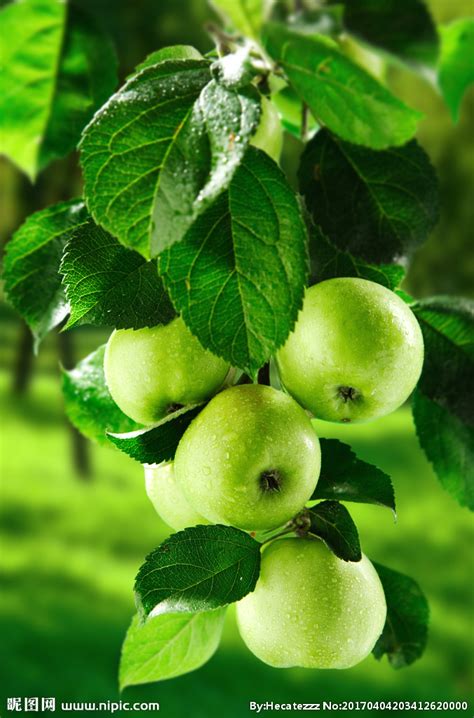 青苹果的种类有哪些,青苹果脆甜是什么品种,青苹果种类图片和名称_大山谷图库