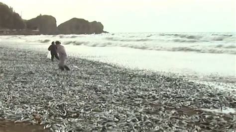 日本北海道海岸现大量鱼尸体：“鱼浪”蔓延1公里 居民呼“罕见”_手机新浪网
