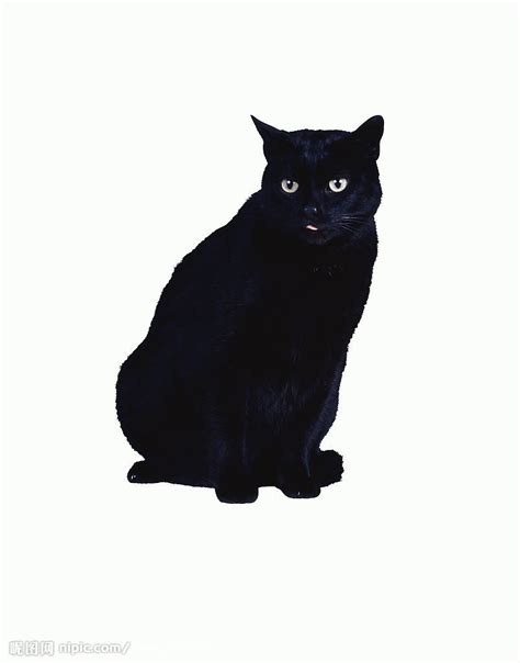 看了这只小黑猫的颜,你还敢说黑猫丑吗?|精灵|黑猫|可爱_新浪新闻