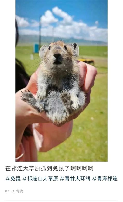 祁连山草原游客手抓鼠兔拍照，疾控部门提醒危险_掌上福州