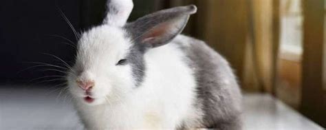 好听又可爱的兔子名字，宠物兔子叫什么名字好-测名网
