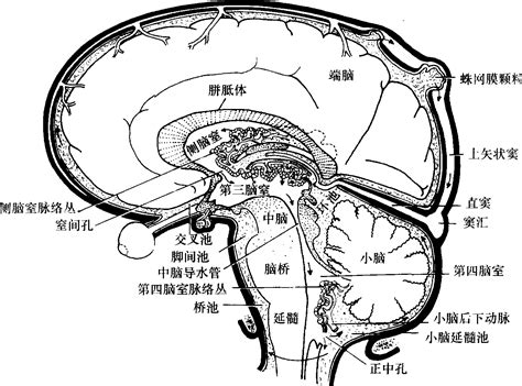 脑室、脑池及脑脊液循环系统-外科学-医学
