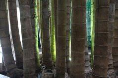 十大名贵竹子品种，凤尾竹排在榜首，第二表面形似龟甲-养花技巧-长景园林网