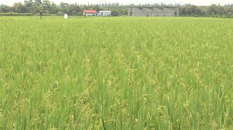 川北地区也能种植再生稻！绵阳三台水稻亩产破800公斤_四川在线