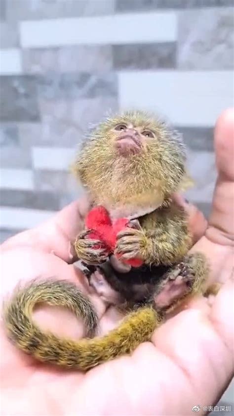 世界已知最小的猴子，拇指猴里面的一个种类侏狨……|猴子_新浪新闻