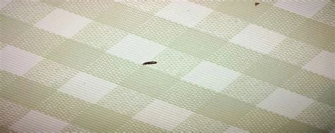 床上有小虫子怎么消灭 - 知百科