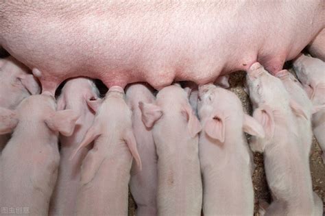 全球养猪专家齐聚苏州--卡美养猪高峰论坛顺利召开-畜牧展会