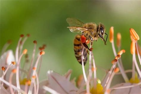 梦见蜜蜂蛰自己、被蜜蜂蛰是什么意思_周公解梦网